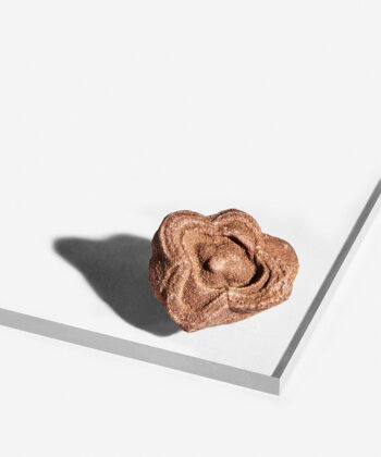 Rødbrun Baryt Rose med smukke ru buer formet som rosenblade på hvid baggrund