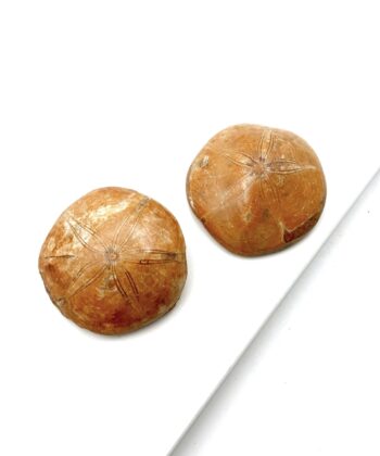 To gyldne forsteninger