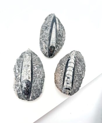 Grå forstenede rå krystaller krystaller på hvid baggrund