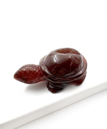 Mørkerød Agat skildpadde på hvid baggrund