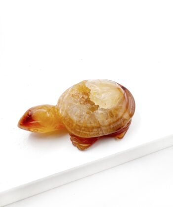 Gullig Agat skildpadde på hvid baggrund