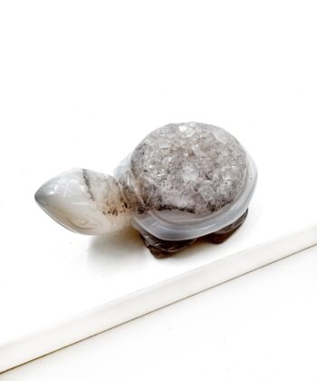 Natur Agat skildpadde på hvid baggrund