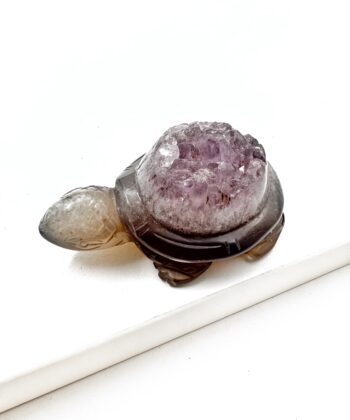 Natur Agat skildpadde på hvid baggrund