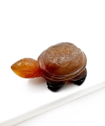 Natur Agat skildpadde på hvid baggrund