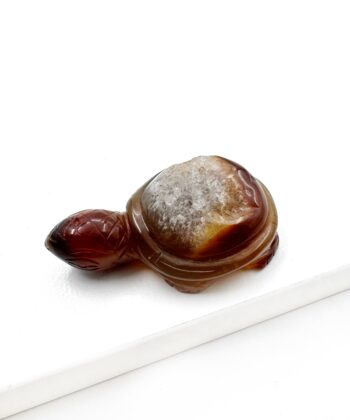 Natur Agat skildpadde på hvid baggrund