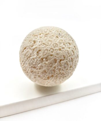 Hvid sandfarvet koral kugle på hvid baggrund