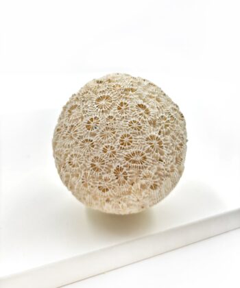 Hvid sandfarvet koral kugle på hvid baggrund