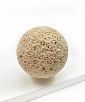 Hvid sandfarvet koral kugle på hvid baggrund