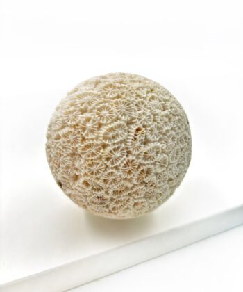 Hvid sandfarvet koral kugle på hvid baggrund