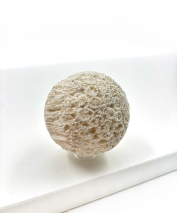 Hvid sandfarvet koral kugle på hvid baggrund