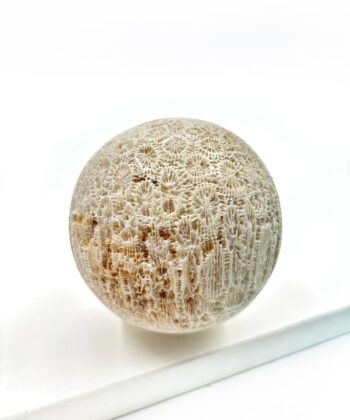 Hvid sandfarvet koral kugle på hvid baggrund