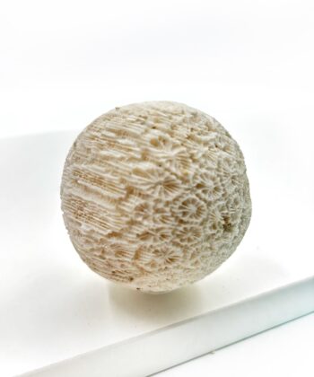 Hvid sandfarvet koral kugle på hvid baggrund