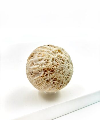 Hvid sandfarvet koral kugle på hvid baggrund