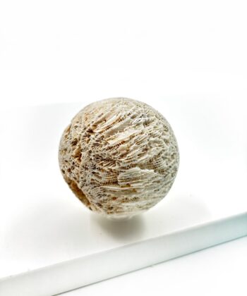 Hvid sandfarvet koral kugle på hvid baggrund