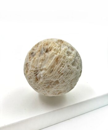 Hvid sandfarvet koral kugle på hvid baggrund
