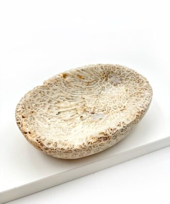 Dekorativ lys hvid sandfarvet koral skål på hvid baggrund