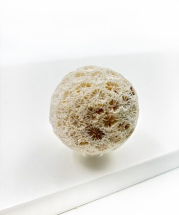 Hvid sandfarvet koral kugle på hvid baggrund